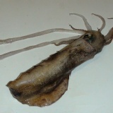 大有海鮮讚活體船凍軟絲300/400公克1隻88元,2隻150元 特價：$88