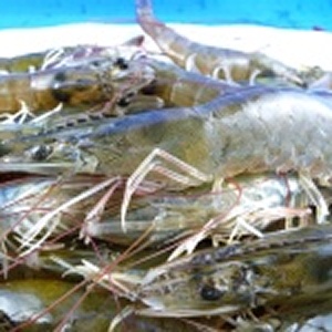 限量冷凍大尾生白蝦