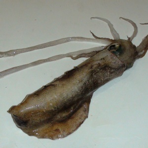 大有海鮮讚活體船凍軟絲300/400公克1隻88元,2隻150元 特價：$88