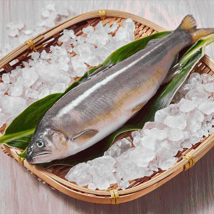 【大成食品】玉姬香魚（5隻/ 500g/盒）