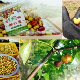 來自苗栗公館 無毒種植金絲棗(紅棗)