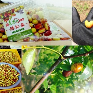  來自苗栗公館 無毒種植金絲棗(紅棗)