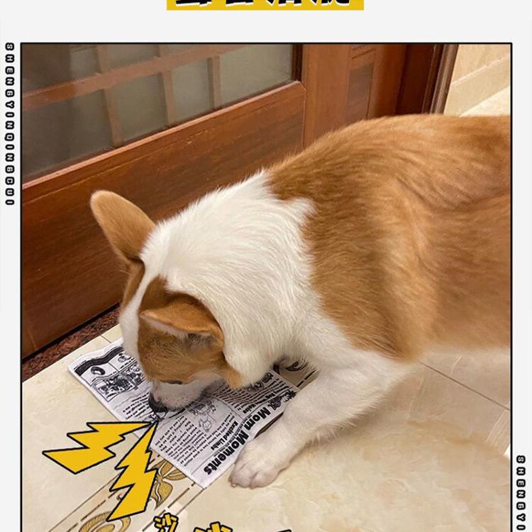 【CityStar】寵物狗狗發聲報紙可耐咬磨牙自嗨玩具