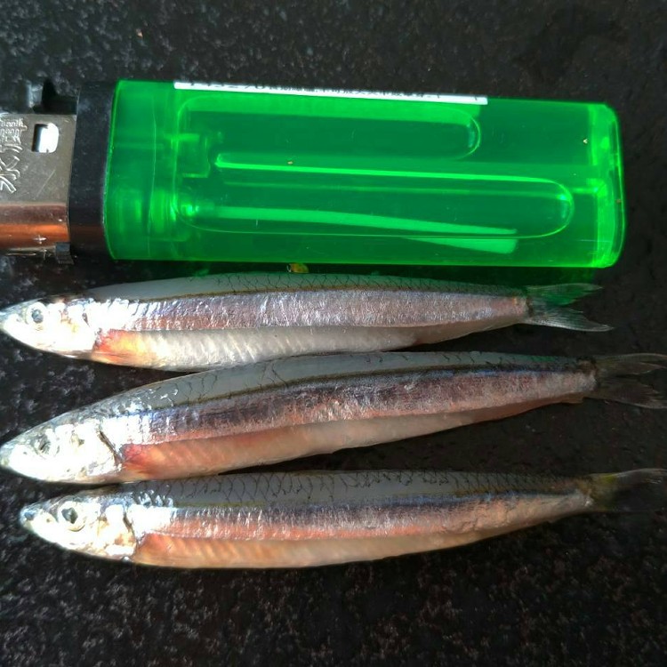 神秘大魚干(原味)