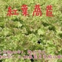 紅葉萵苣
