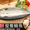 挪威鯖魚整隻