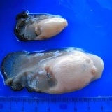 漁村活海產～拍賣嘉義東石蚵（批發零售商）~主要銷路漁市場'基隆崁仔頂巷口、台北漁市、新竹漁市. 蚵仔 可以生吃唷~