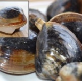 中秋碳烤~東石黑金剛蛤蜊(批發零售買賣直營商)歡迎火鍋店吃到飽餐廳大量訂購 特價：$80