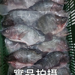 NG吳郭魚2入