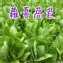 蘿蔓萵苣