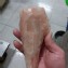 鮟鱇魚