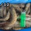 鮮甜白蝦1斤半