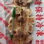 阿根廷生凍魷魚串