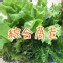 綜合萵苣