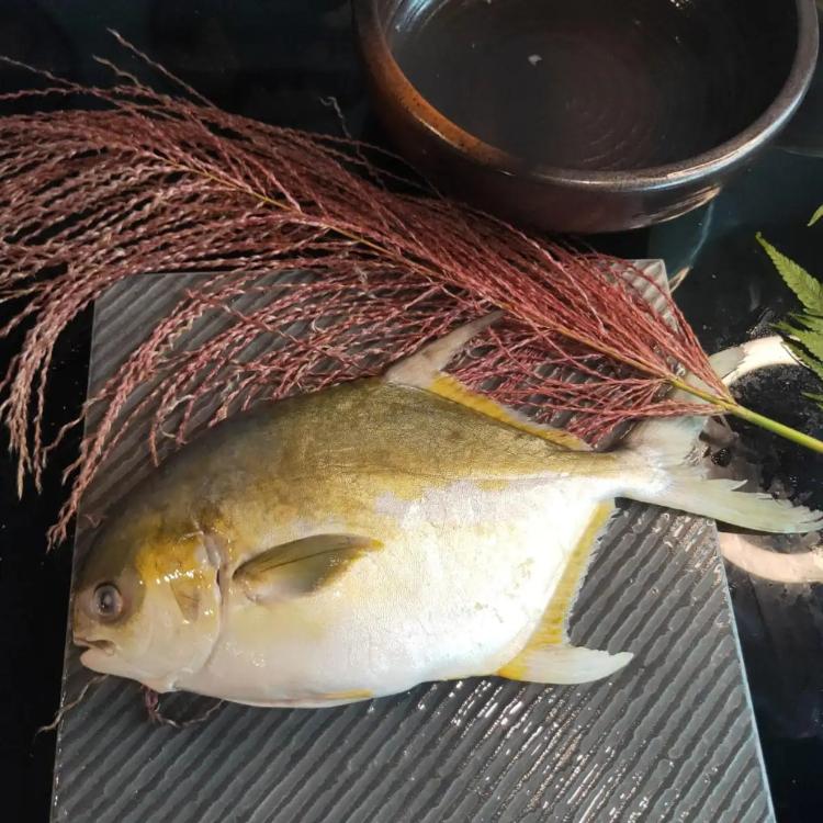 【飛飛購】中元組 超大黃金鯧 700-800g