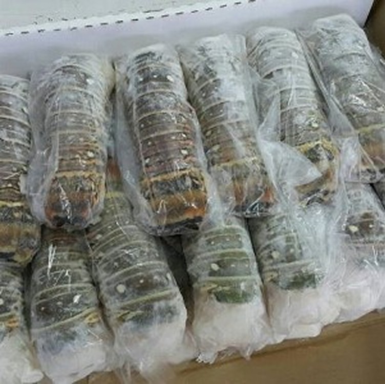 加勒比海龍蝦身