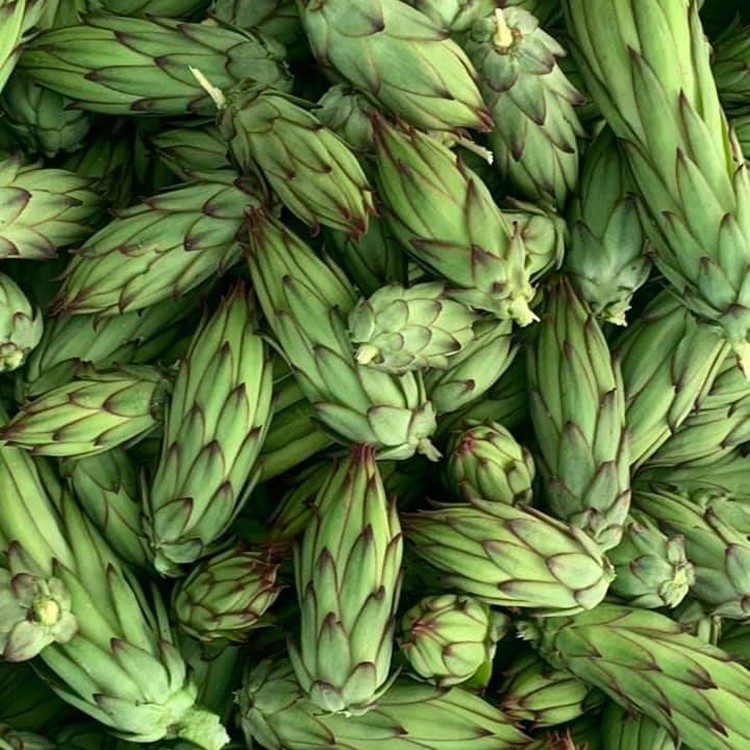 新鮮火龍果花苞