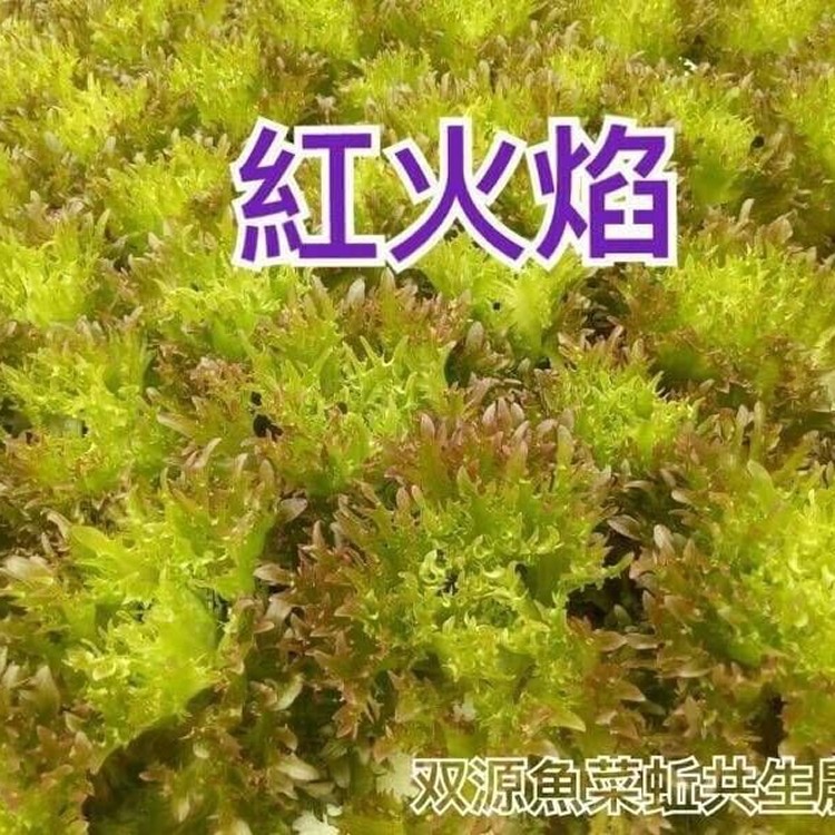 紅火焰