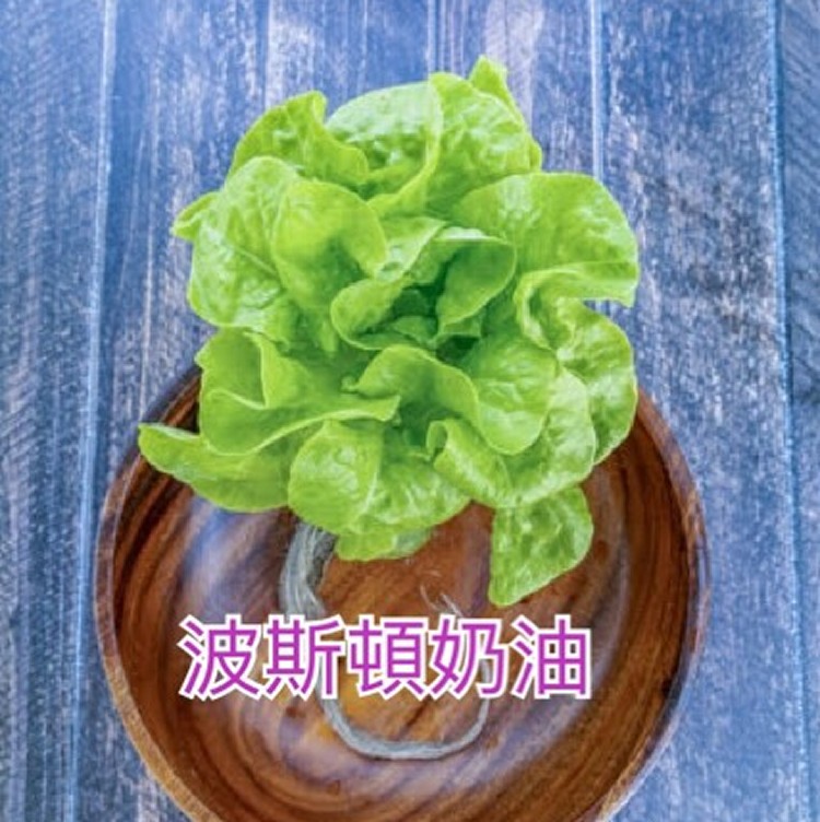波斯頓奶油萵苣