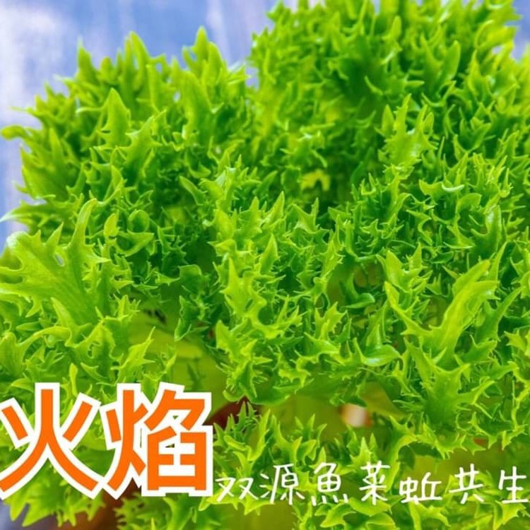綠火焰