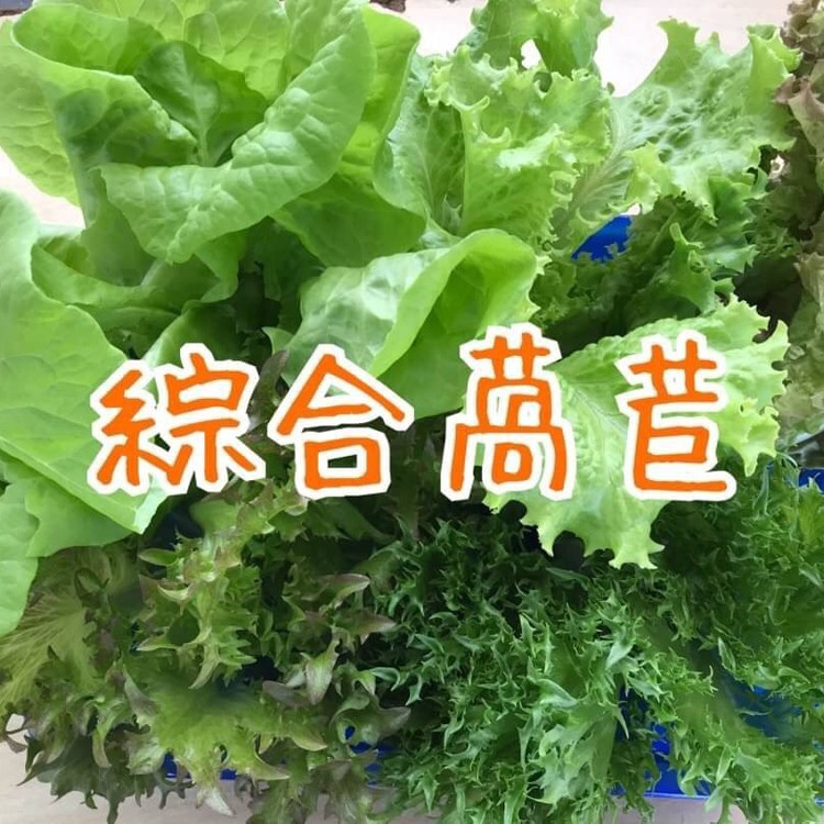 綜合萵苣