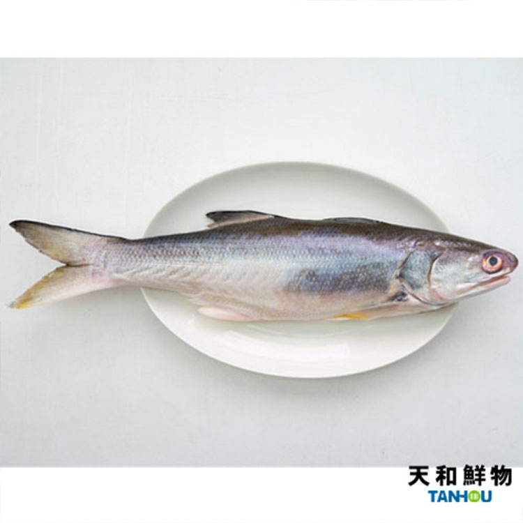 【天和鮮物】台東知本鹹水午仔魚