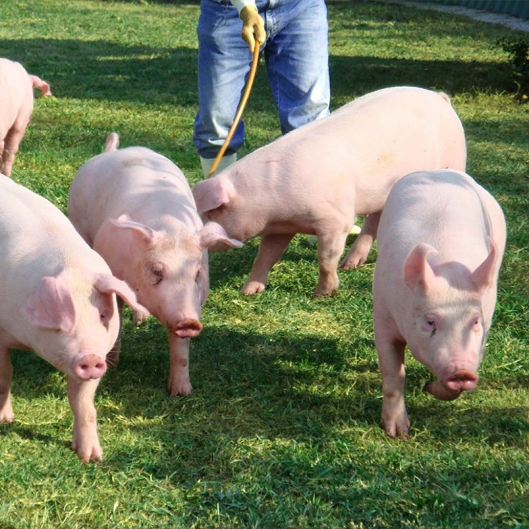 【天和鮮物】厚呷豬-絞肉