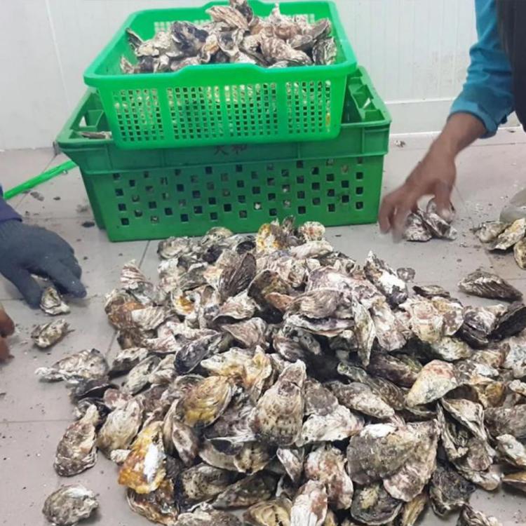 預購【天和鮮物】中秋限定澎湖空運直送鮮採活體帶殼牡蠣5公斤裝