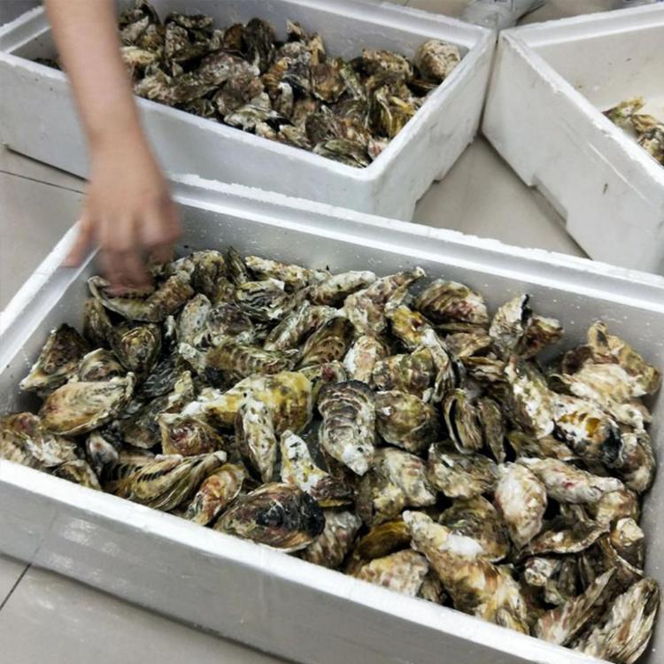 預購【天和鮮物】中秋限定澎湖空運直送鮮採活體帶殼牡蠣5公斤裝