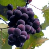 巨峰葡萄 (季節限定請點圖) 半世紀栽種一箱五斤，沒吃過這麼好吃的葡萄(非一般交流道下買的品質) 七月調回原價 特價：$300