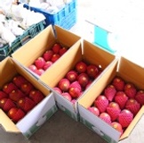 ☆芒果小子☆枋寮【愛文芒果】 預購中~10台斤(11~12粒) 主購禮１４箱贈一箱 主購禮 特價：$1000