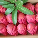 ☆芒果小子☆枋寮【愛文芒果】 預購中~10台斤(1４~1８粒) 主購禮１４箱贈一箱 特價：$900