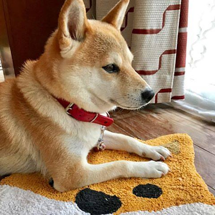預購~日本阿柴造型地墊(黃柴 / 黑柴)請備註~