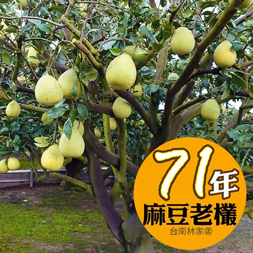 71年，麻豆老欉，台南林家。