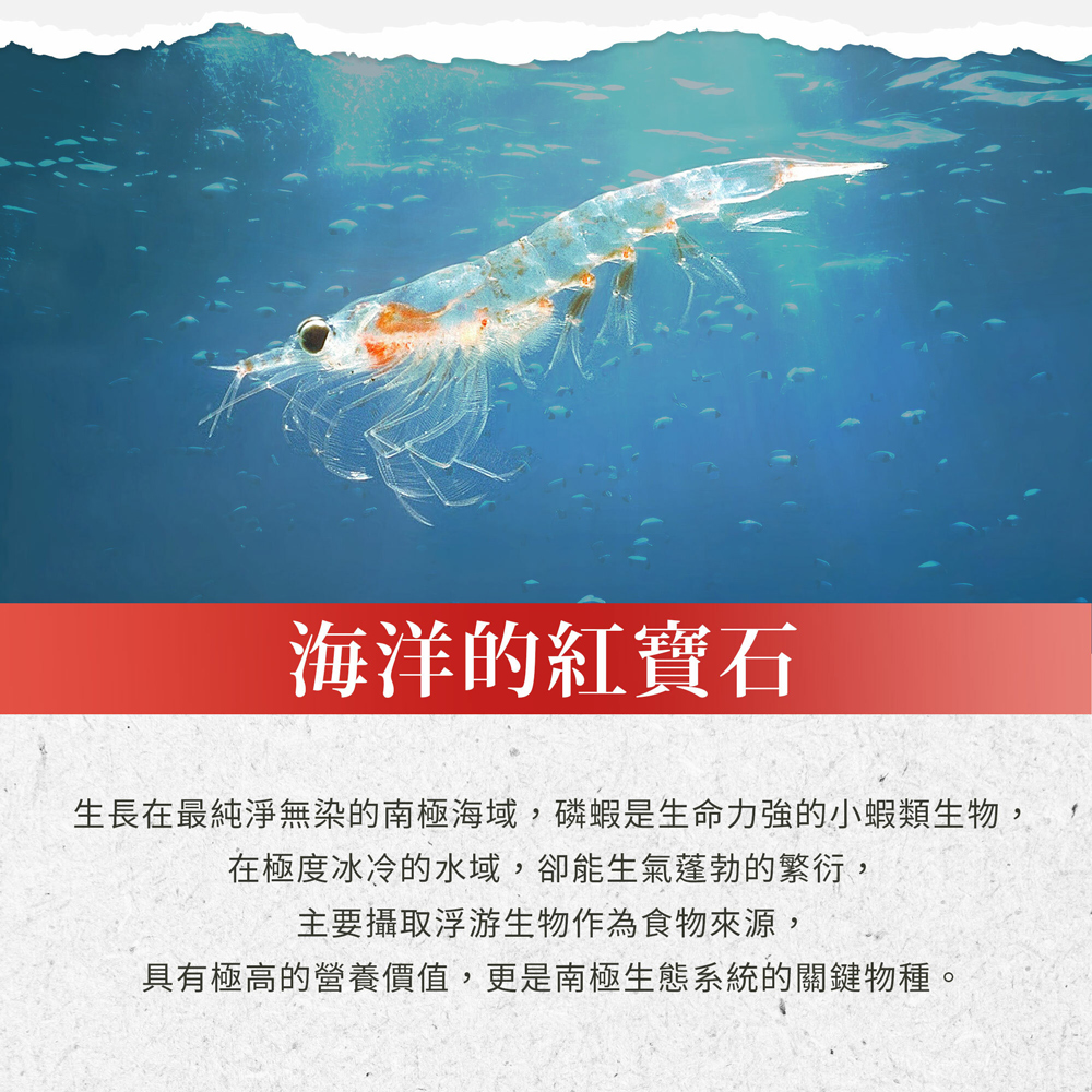海洋的紅寶石,生長在最純淨無染的南極海域,磷蝦是生命力強的小蝦類生物,在極度冰冷的水域,卻能生氣蓬勃的繁衍,主要攝取浮游生物作為食物來源,具有極高的營養價值,更是南極生態系統的關鍵物種。
