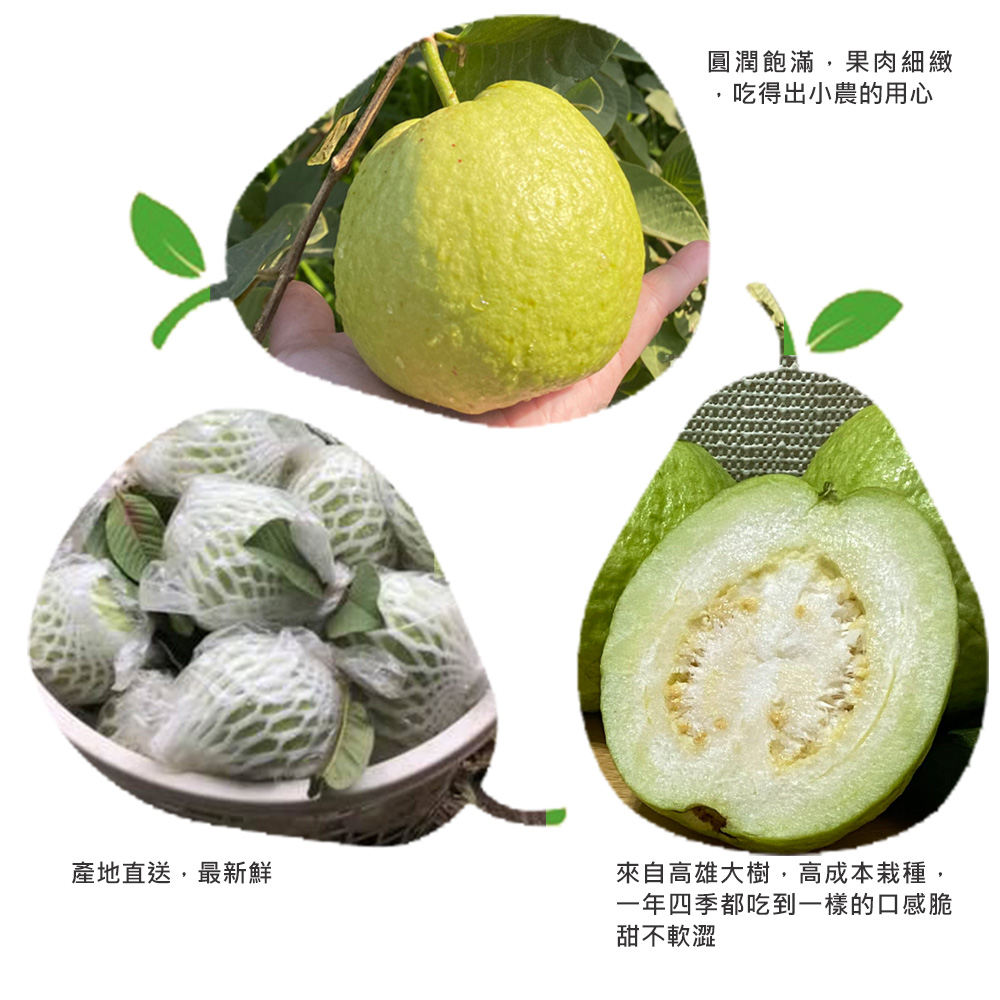 圓潤飽滿,果肉細緻，吃得出小農的用心，產地直送,最新鮮，來自高雄大樹,高成本栽種,一年四季都吃到一樣的口感脆，甜不軟澀。