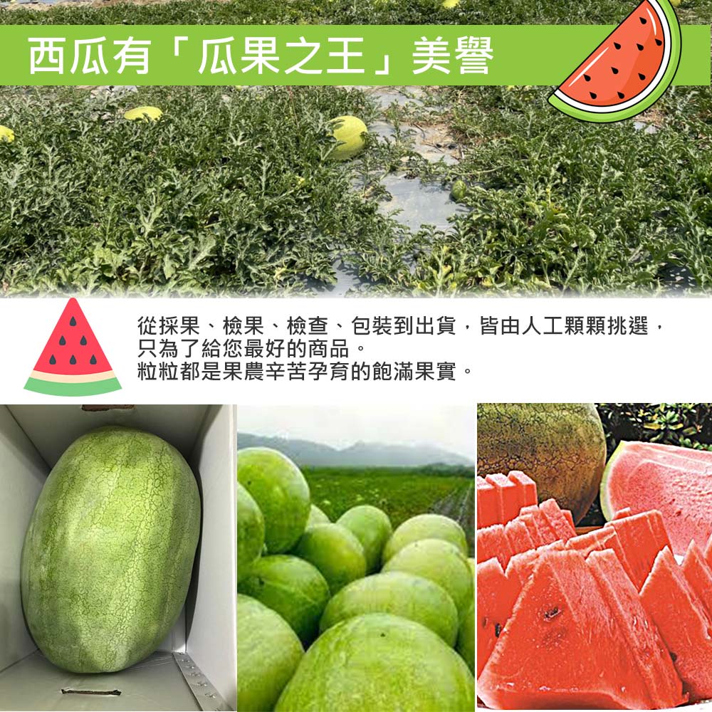 西瓜有瓜果之王美譽,從採果、檢果、檢查、包裝到出貨,皆由人工顆顆挑選,只為了給您最好的商品。粒粒都是果農辛苦孕育的飽滿果實。