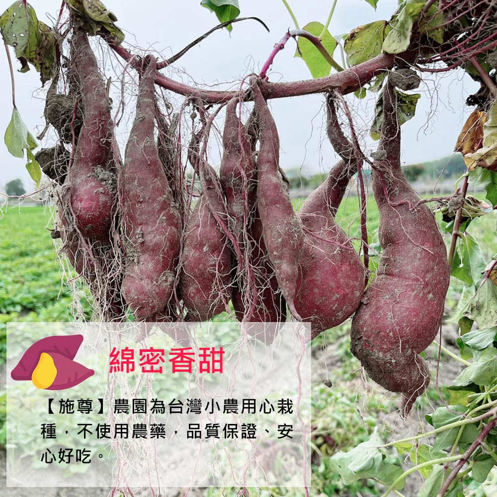 綿密香甜,【施尊】農園為台灣小農用心栽,種,不使用農藥,品質保證、安,心好吃。