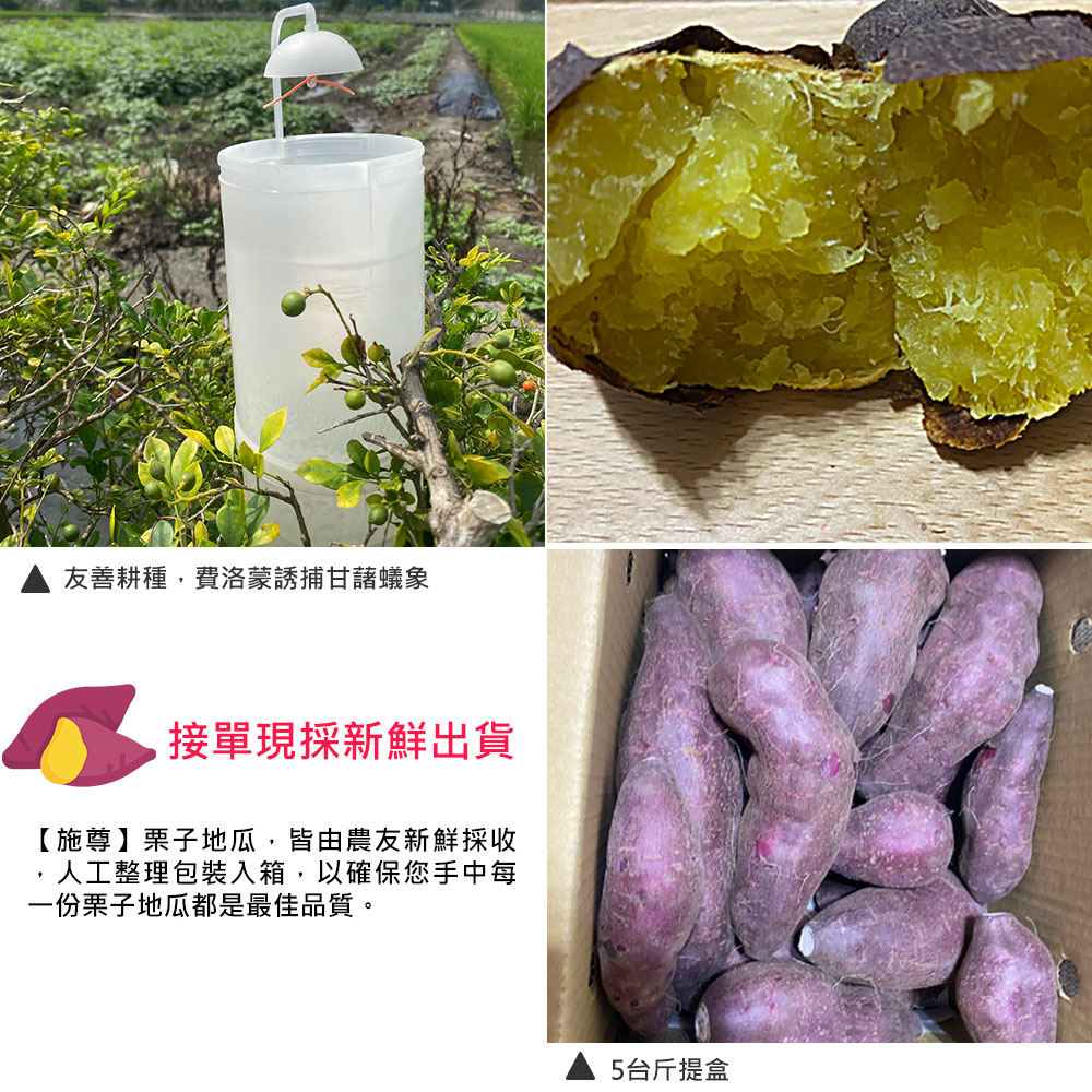 友善耕種,費洛蒙誘捕甘藷蟻象,接單現採新鮮出貨,【施尊】栗子地瓜,皆由農友新鮮採收,人工整理包裝入箱,以確保您手中每,一份栗子地瓜都是最佳品質。5台斤提盒。