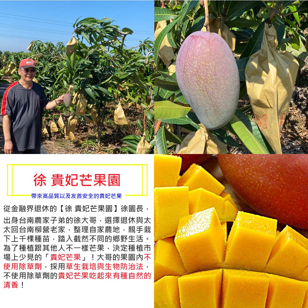 徐 貴妃芒果園，帶來高品質以及友善安全的貴妃芒果，從金融界退休的【徐 貴妃芒果園】徐園長,出身台南農家子弟的徐大哥,選擇退休與太，太回台南柳營老家,整理自家農地,親手栽，下上千棵種苗,踏入截然不同的鄉野生活。為了種植跟其他人不一樣芒果,決定種植市，場