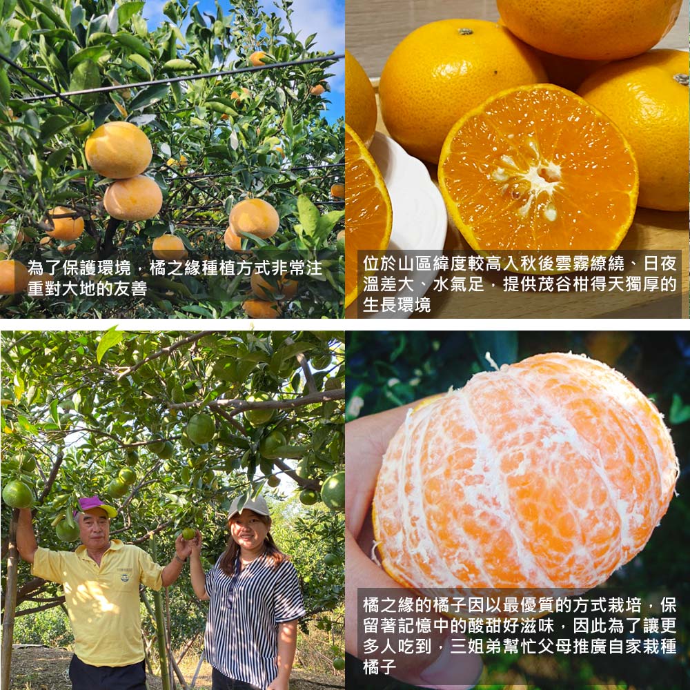 為了保護環境,橘之緣種植方式非常注，重對大地的友善，位於山區緯度較高入秋後雲霧繚繞、日夜，溫差大、水氣足,提供茂谷柑得天獨厚的，生長環境，橘之緣的橘子因以最優質的方式栽培,保，留著記憶中的酸甜好滋味,因此為了讓更，多人吃到,三姐弟幫忙父母推廣自家栽種