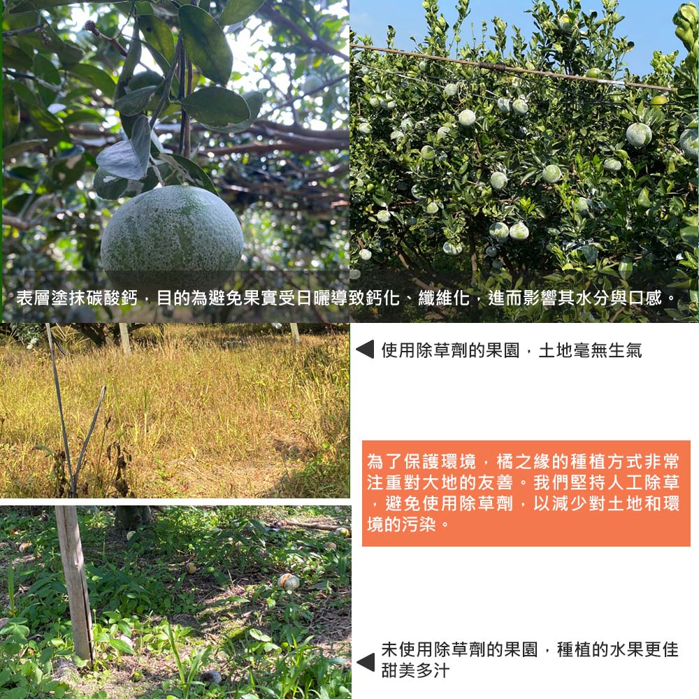 表層塗抹碳酸鈣,目的為避免果實受日曬導致鈣化、纖維化,進而影響其水分與口感,使用除草劑的果園,土地毫無生氣，為了保護環境,橘之緣的種植方式非常，注重對大地的友善。我們堅持人工除草，避免使用除草劑,以減少對土地和環，境的污染。未使用除草劑的果園,種植的