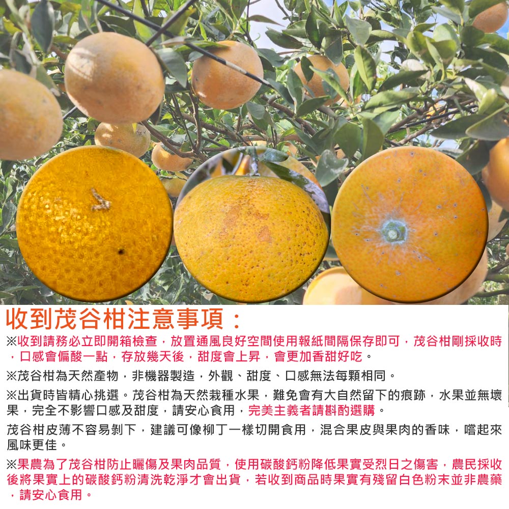 收到茂谷柑注意事項:※收到請務必立即開箱檢查,放置通風良好空間使用報紙間隔保存即可,茂谷柑剛採收時，口感會偏酸一點,存放幾天後,甜度會上昇,會更加香甜好吃。※茂谷柑為天然產物,非機器製造,外觀、甜度、口感無法每顆相同。※出貨時皆精心挑選。茂谷柑為天然