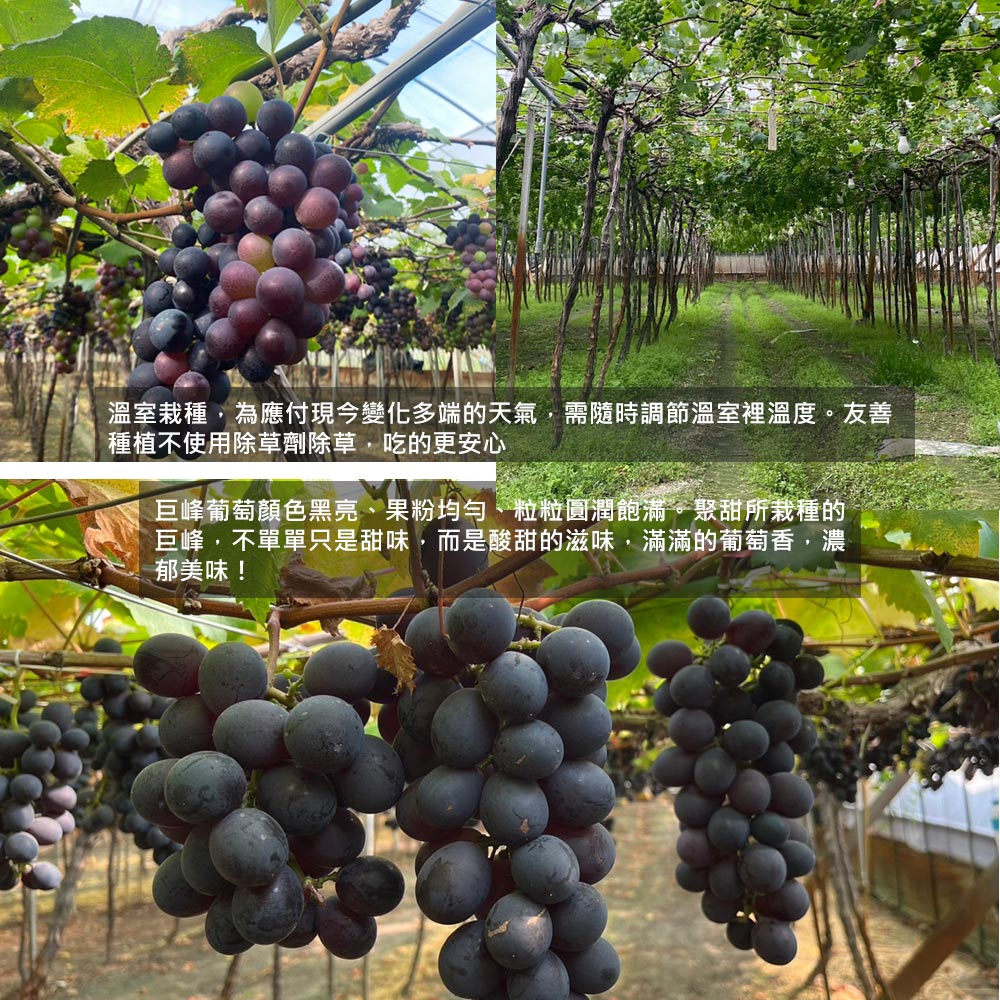 溫室栽種,為應付現今變化多端的天氣,需隨時調節溫室裡溫度。友善，種植不使用除草劑除草,吃的更安心，巨峰葡萄顏色黑亮、果粉均匀、粒粒圓潤飽滿。聚甜所栽種的，巨峰,不單單只是甜味,而是酸甜的滋味,滿滿的葡萄香,濃，郁美味!。