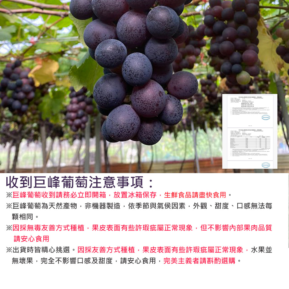 收到巨峰葡萄注意事項:※巨峰葡萄收到請務必立即開箱,放置冰箱保存,生鮮食品請盡快食用。※巨峰葡萄為天然產物,非機器製造,依季節與氣候因素,外觀、甜度、口感無法每，顆相同。※因採無毒友善方式種植,果皮表面有些許瑕疵屬正常現象,但不影響內部果肉品質，請安