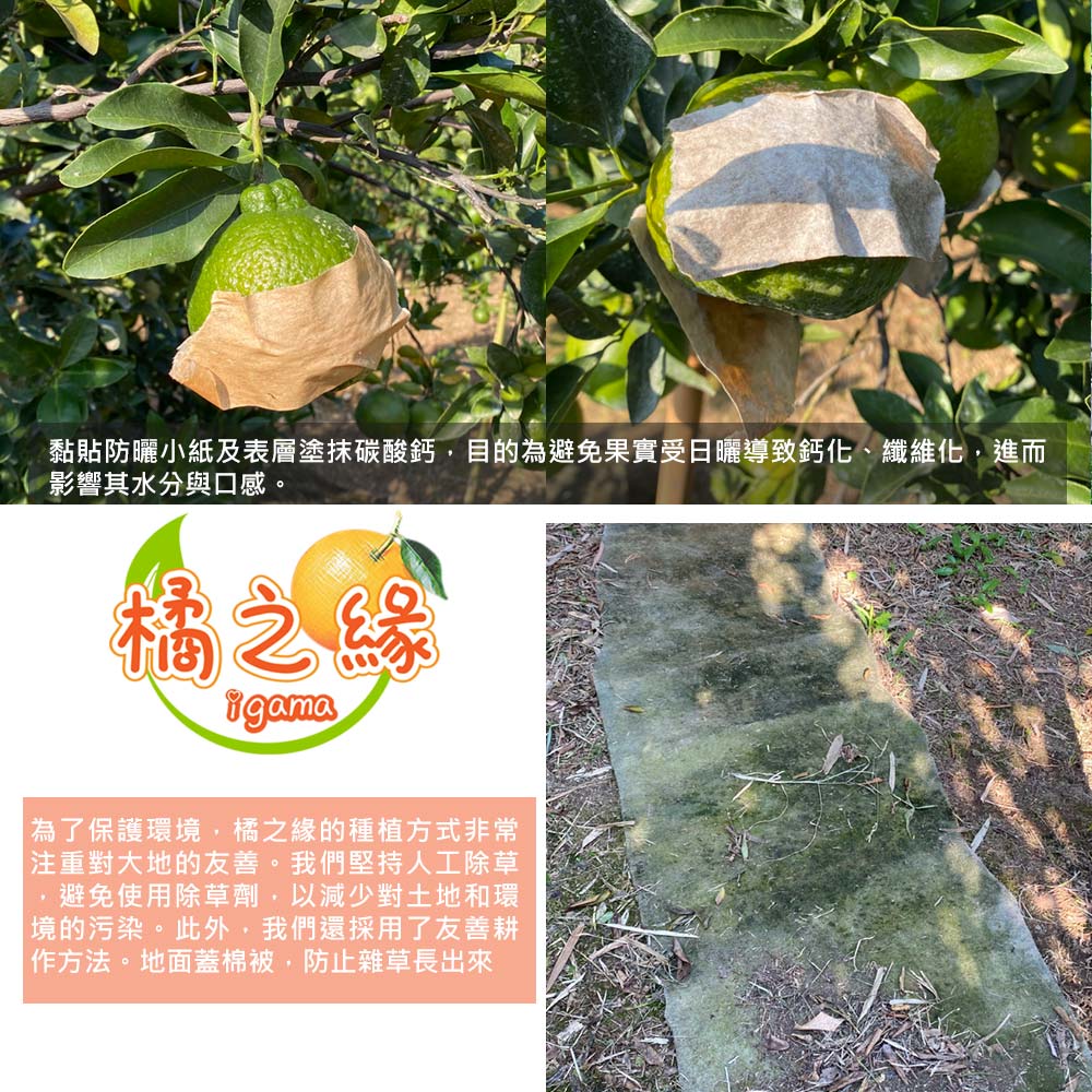 黏貼防曬小紙及表層塗抹碳酸鈣,目的為避免果實受日曬導致鈣化、纖維化,進而,影響其水分與口感。橘之緣,為了保護環境,橘之緣的種植方式非常,注重對大地的友善。我們堅持人工除草,避免使用除草劑,以減少對土地和環, 境的污染。此外,我們還採用了友善耕,作方法