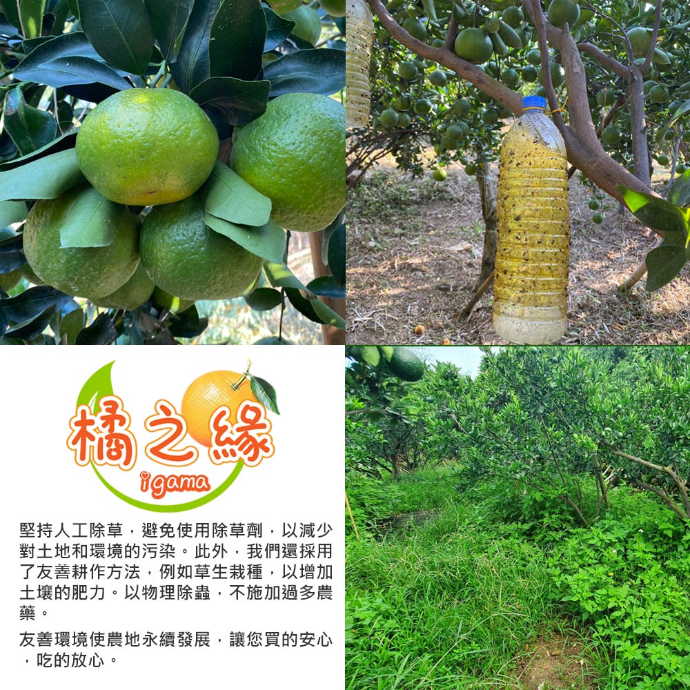 橘之緣，堅持人工除草,避免使用除草劑,以減少，對土地和環境的污染。此外,我們還採用，了友善耕作方法,例如草生栽種,以增加，土壤的肥力。以物理除蟲,不施加過多農，友善環境使農地永續發展,讓您買的安心，吃的放心。