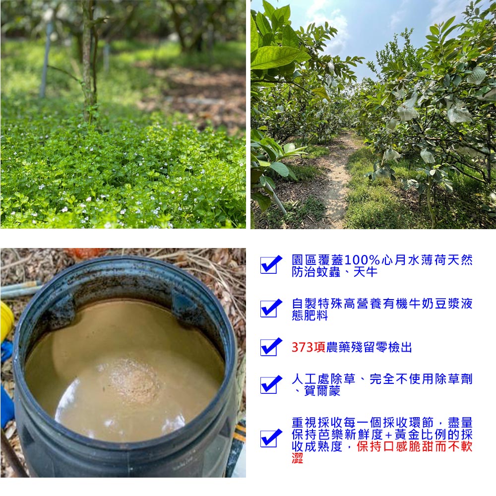 園區覆蓋100%心月水薄荷天然，防治蚊蟲、天牛，自製特殊高營養有機牛奶豆漿液，態肥料，373項農藥殘留零檢出，人工處除草、完全不使用除草劑，賀爾蒙，重視採收每一個採收環節,盡量，保持芭樂新鮮度+黃金比例的採，收成熟度,保持口感脆甜而不軟。