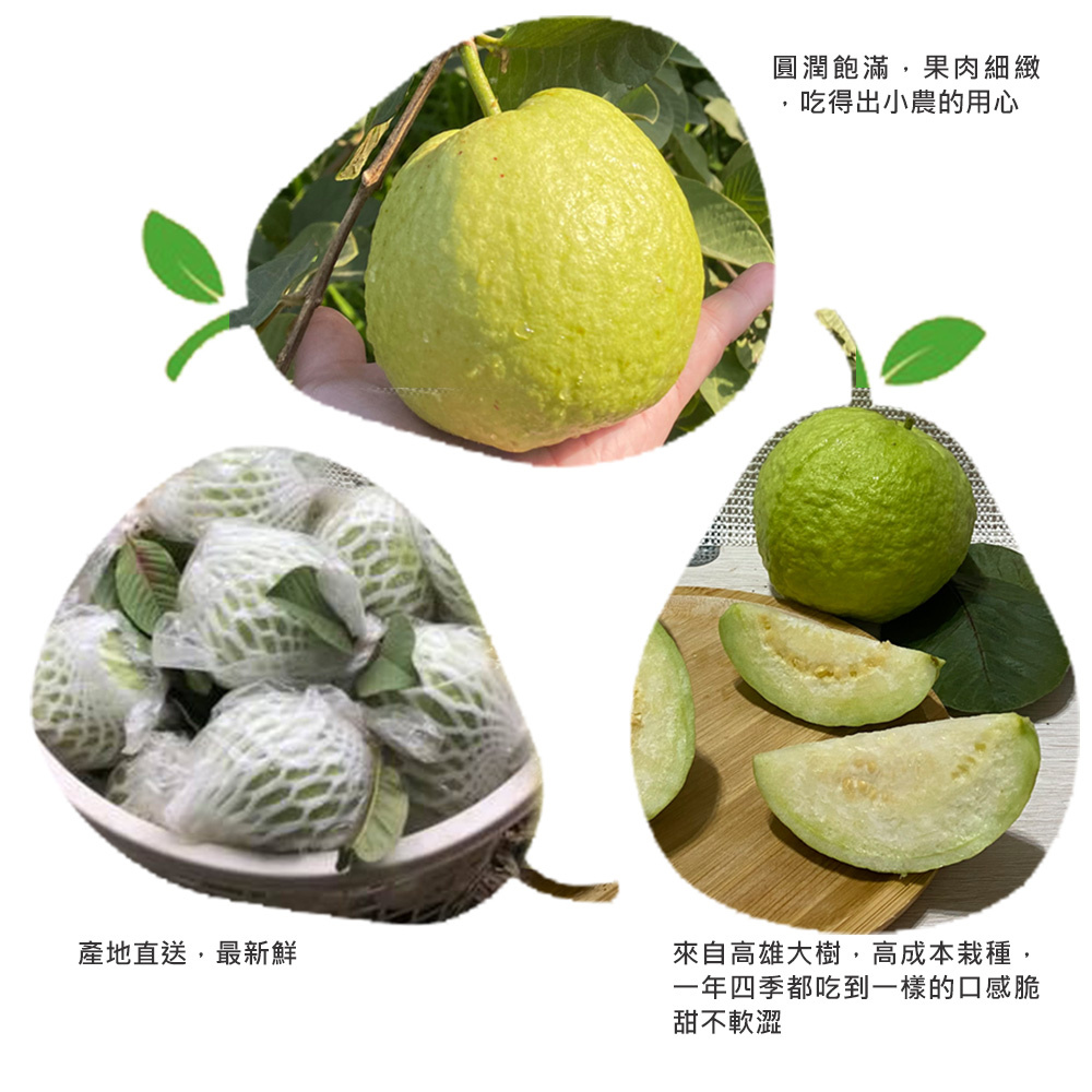 圓潤飽滿,果肉細緻，吃得出小農的用心，產地直送,最新鮮，來自高雄大樹,高成本栽種,一年四季都吃到一樣的口感脆，甜不軟澀。