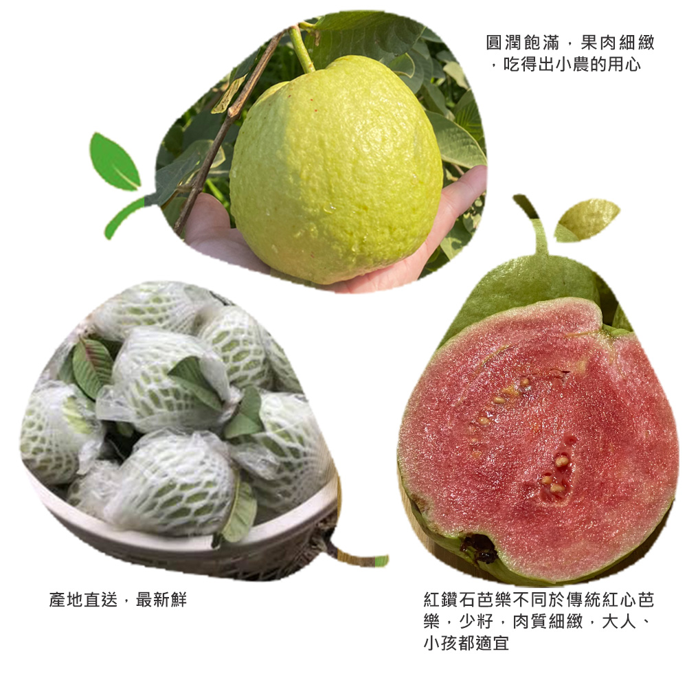 圓潤飽滿,果肉細緻,吃得出小農的用心,產地直送,最新鮮,紅鑽石芭樂不同於傳統紅心芭,樂,少籽,肉質細緻,大人、小孩都適宜。